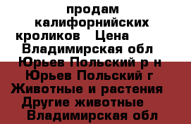 продам калифорнийских кроликов › Цена ­ 300 - Владимирская обл., Юрьев-Польский р-н, Юрьев-Польский г. Животные и растения » Другие животные   . Владимирская обл.